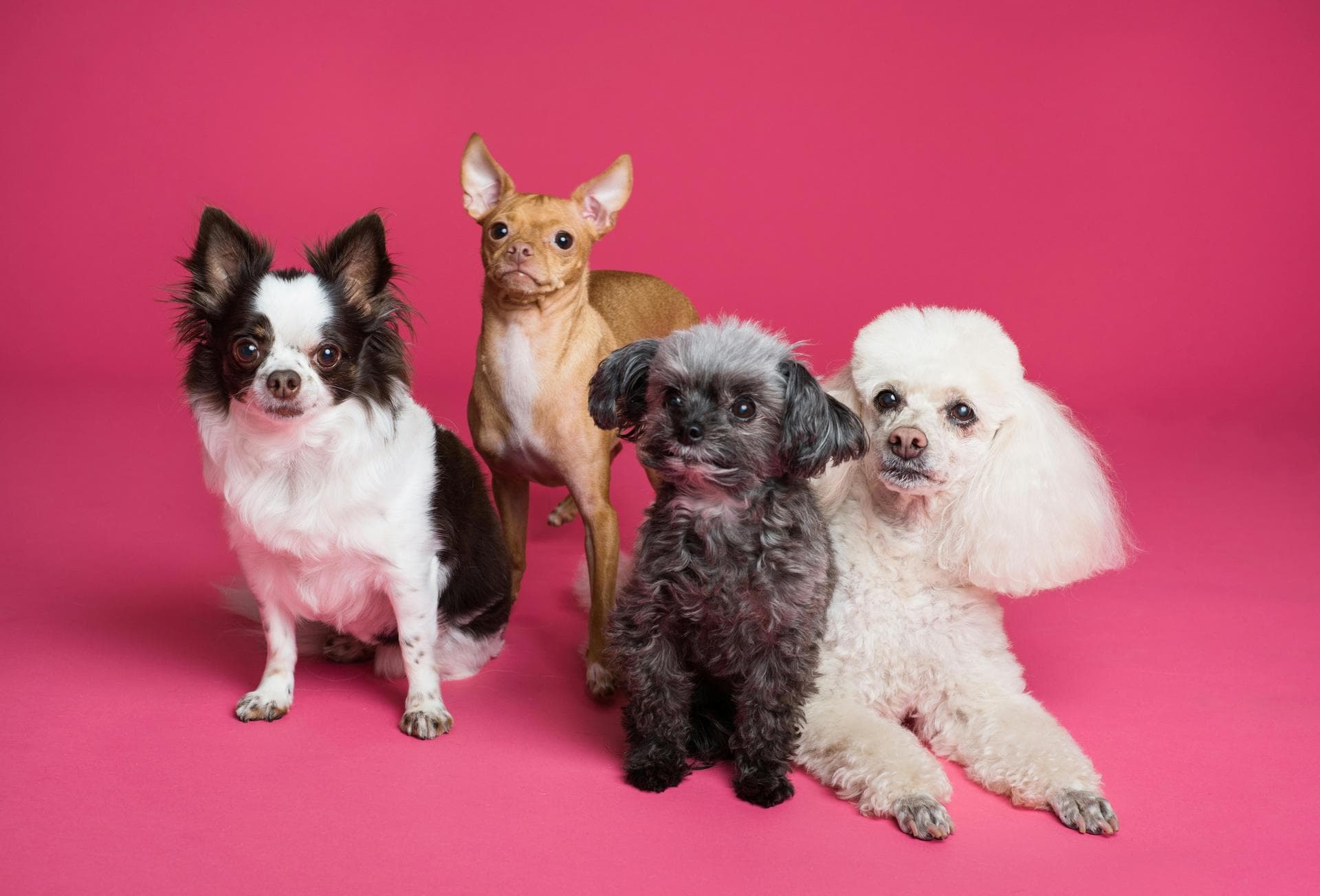 Dog Puppy Vaccinations Kennel Cough Prices in Middlesbrough