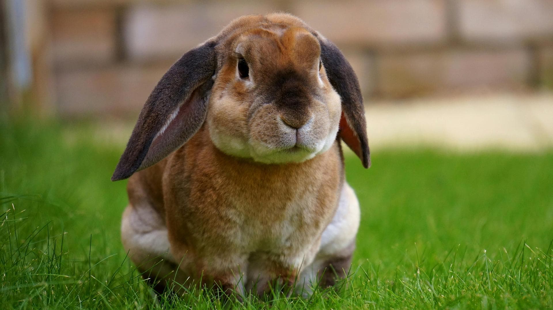 Follow-up Vet Appointment Prices in Middlesbrough