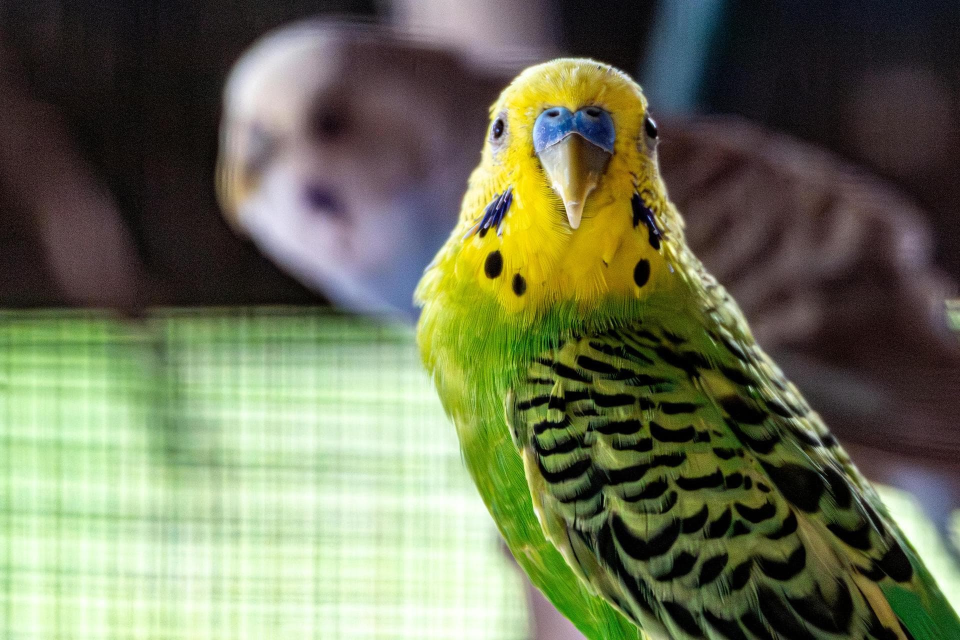 Vet Consultation Prices in Middlesbrough