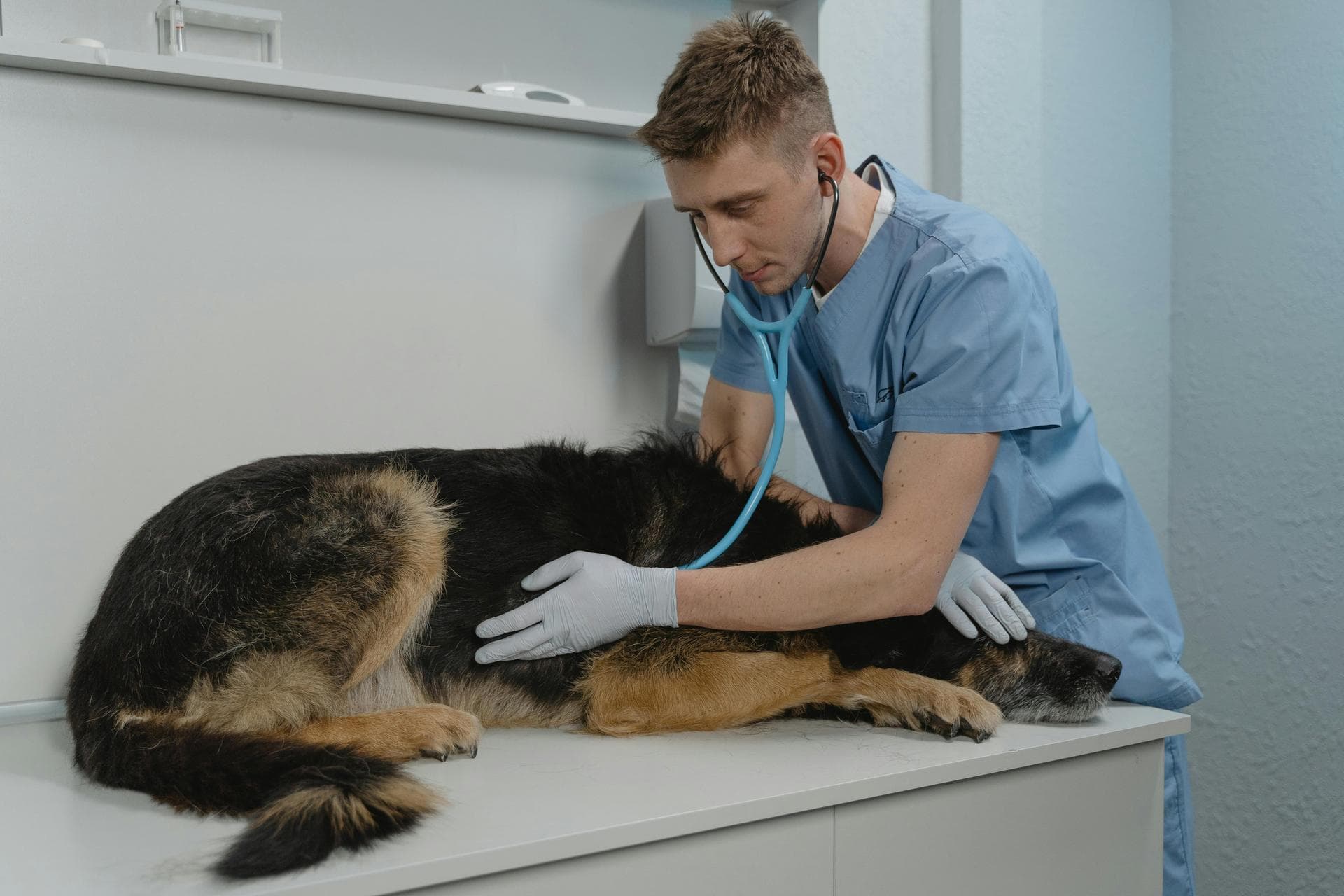 Cat Dental Prices in Middlesbrough