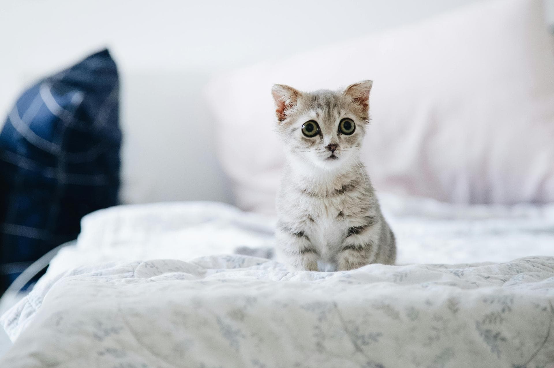 Cat Spaying Prices in Middlesbrough